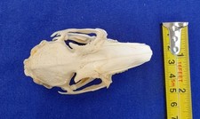 Genuine rabbit skull for sale Genuine rabbit skull for sale  LONDON