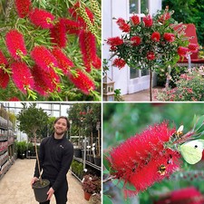 Bottle brush tree for sale  LEICESTER