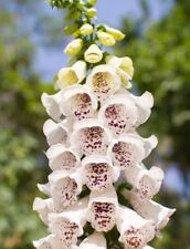 Digitalis elsie kelsey for sale  SALISBURY