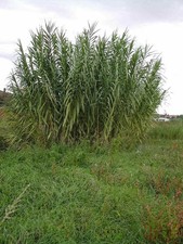 plant 30 artificial tree for sale plant 30 artificial tree for sale BECCLES