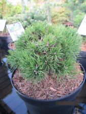 Pinus mugo jezek gebraucht kaufen  Zetel