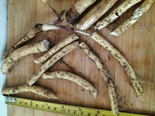 Horseradish roots 1 for sale  LONDON