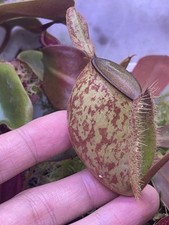 Nepenthes ampullaria bronze usato  Milano