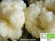 Organic kefir grains for sale  CARLISLE