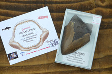 Wow genuine megalodon for sale  UK