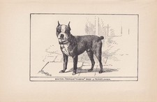 1900 boston terrier for sale  BIDEFORD