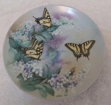 Western tiger swallowtails for sale  BLACKPOOL