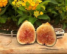 Fig tree cuttings for sale  Fresno