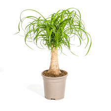 Beaucarnea recurvata elefanten gebraucht kaufen  Düsseldorf