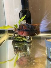 Flowerhorn live fish for sale  Wilmington