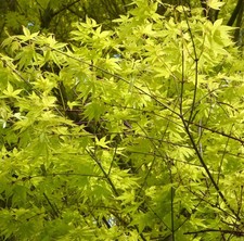 Acer palmatum katsura usato Acer palmatum katsura usato  Napoli