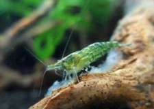 Lotto caridine green usato  Torino