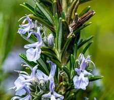 Rosmarinus officinalis form usato  Napoli
