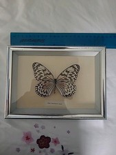 Butterfly taxidermy idea for sale  UK