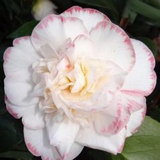 Camellia jap. margaret for sale  UK