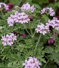 Scented pelargonium citronella for sale  BRAINTREE