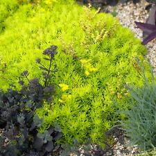 Sedum gold mound for sale  LONDON