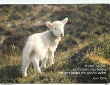 Animaux moutons agneaux d'occasion  Fruges
