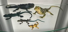 Echsen bartagame eidechse gebraucht kaufen  Schwieberdingen