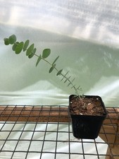 Eucalyptus live plants for sale  Gurnee
