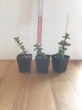 Jadebaum portulacaria afra gebraucht kaufen  Reinfeld