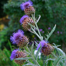 Cardoon perennial plant for sale  YORK