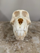 baboon skull for sale baboon skull for sale New Cumberland