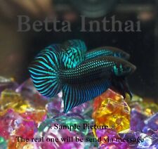 Wild live betta for sale  Shipping to Ireland