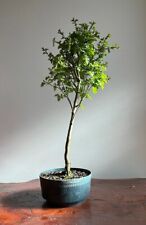 Hawthorn bonsai tree for sale  LEEDS