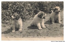Bfp1 0911 dog d'occasion  Expédié en Belgium