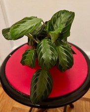 Maranta leuconeura silver for sale  Brooklyn