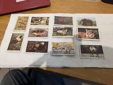 dandy gum cards animals for sale dandy gum cards animals for sale BOGNOR REGIS