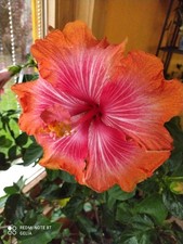 Hibiscus hibiskus rosa gebraucht kaufen  Klosterlechfeld