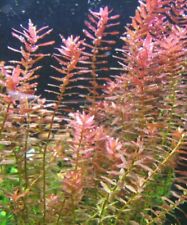 Rotala rotundifolia fresh for sale  LONDON