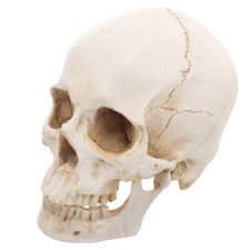 Modello cranio anatomia usato  Spedire a Italy