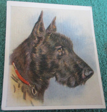 Godfrey phillips puppies for sale  BIDEFORD