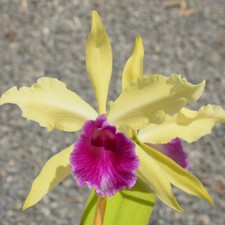 Luminosa sun god for sale  Akron