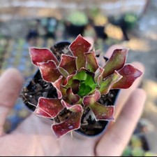 Aeonium firecracker succulent for sale  Garden Grove