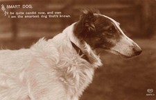 Smart dog eas for sale  MUSSELBURGH