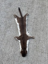 Long tailed weasel for sale  Shreve