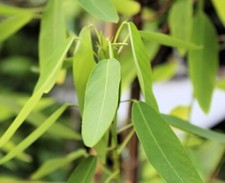 Natural tropical seeds for sale  Willis