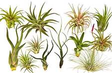 Blooms rainforest grown for sale  USA