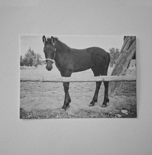 friesenpferde gebraucht kaufen friesenpferde gebraucht kaufen  Hörstel