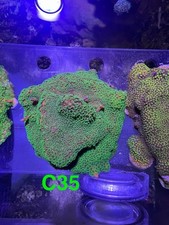 montipora for sale montipora for sale GLASGOW