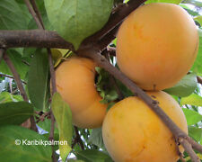 Diospyros kaki vanilla gebraucht kaufen  Wuppertal