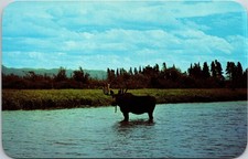 Vintage bull moose for sale  Mountain Home