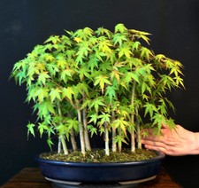 Bonsai wald japanischer gebraucht kaufen  Bielefeld
