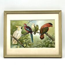 Parrots genuine 1902 for sale  Lincoln