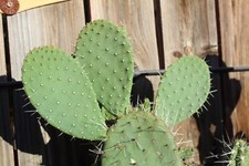 Opuntia opopeo prickly for sale  Buckeye