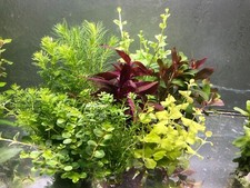Schnellwachsende aquariumpflan gebraucht kaufen  Oberottmarshausen